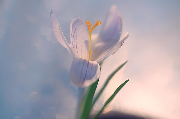 白いクロッカスの春の花、春の抽象的な背景、自然の概念