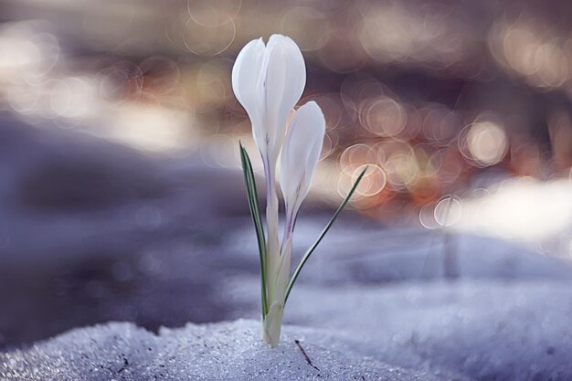 white crocus spring flowers small wild