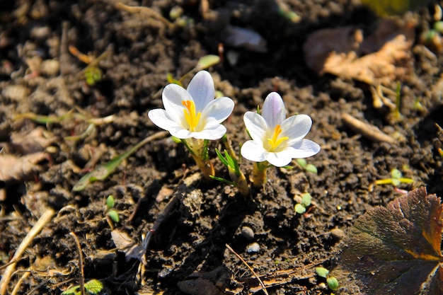 White crocuses on spring