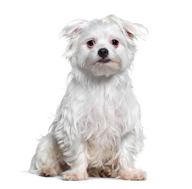 White Crossbreed dog isolated on white