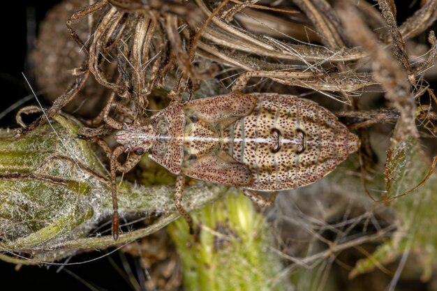 Белокрестный семенной клоп Нимфа из рода Neacoryphus