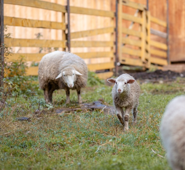 White curly sheep behind a wooden paddock in the countryside. Sheep and lambs graze on the green grass. Sheep breeding. Housekeeping.