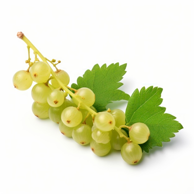 White currant isolated on a white background