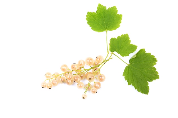 White currant with leaves isolated on white background