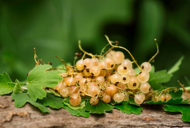 Foto ribes bianco con foglie sul fuoco selettivo del vecchio ceppo