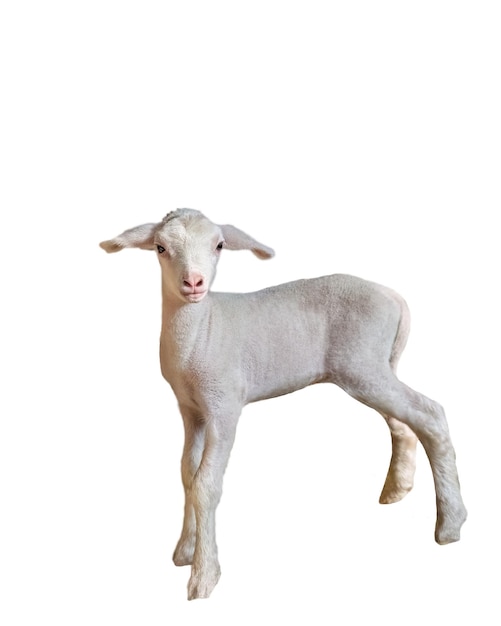 White cute baby lamb isolated white background shallow depth of field