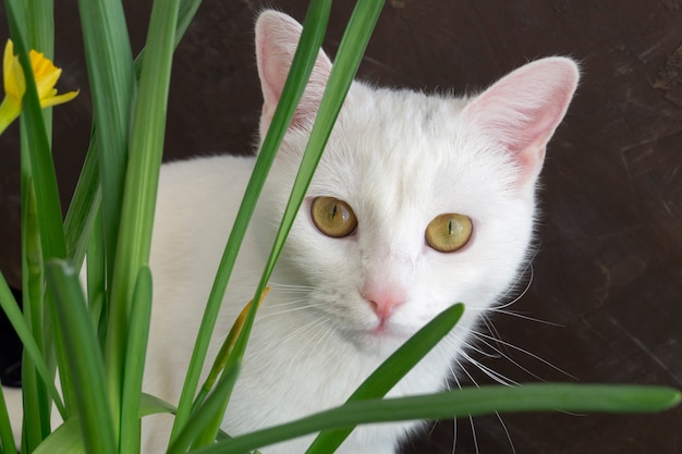 White cute cat in flowers. on a brown background.