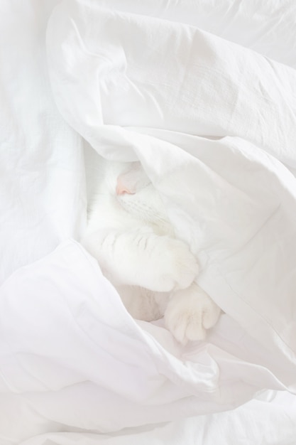 Photo white cute cat sleeps in a sheet.