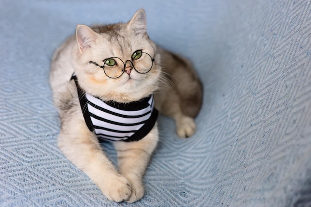 A white cute cat in a striped tshirt and glasses lies on a blue knitted blanket