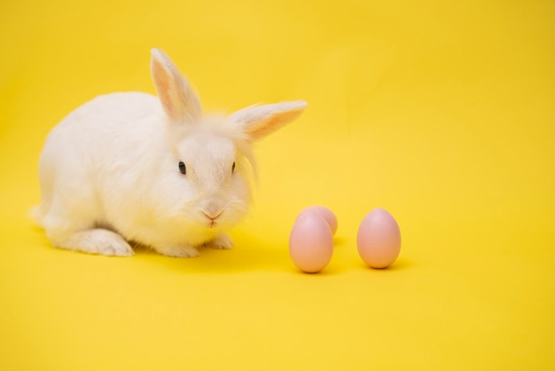 White cute easter bunny on a yellow background bunny sits with\
pink easter eggs happy easter bunny chews grass greeting card with\
copy space high quality 4k footage