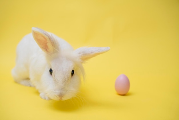 Белый милый пасхальный кролик на желтом фоне сидит с розовыми пасхальными яйцами счастливый пасхальный кролик