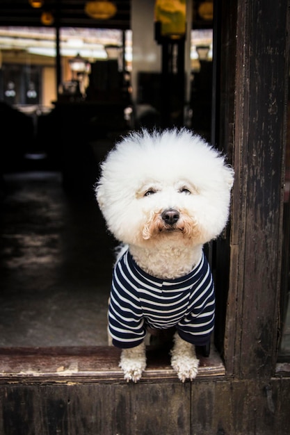 Photo white cute poodle dressed in striped t-shirt