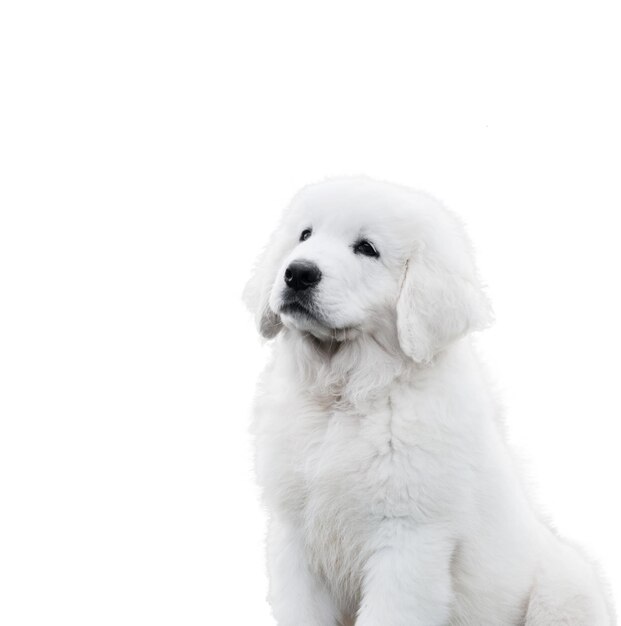 White cute puppy dog isolated on background