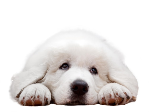 Photo white cute puppy dog isolated on background