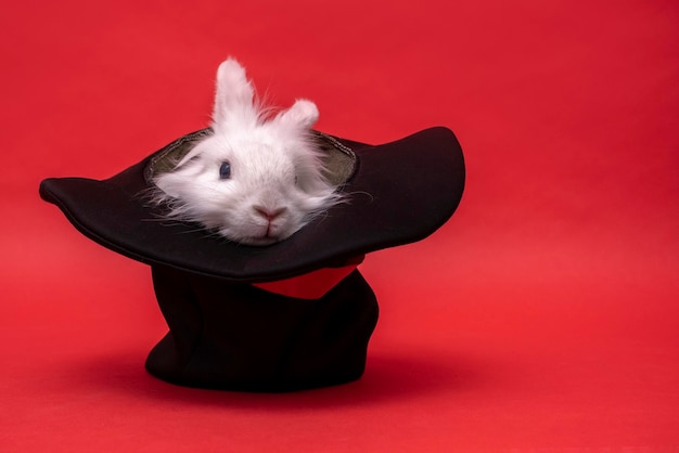 White cute rabbit sits in a black hat on red background
cylinder hat focus with hare circus performance illusion trickery
surprise with pet focus secret fluffy cute rodent animal in hat
easter