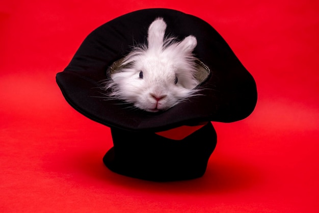 White cute rabbit sits in a black hat on red background
cylinder hat focus with hare circus performance illusion trickery
surprise with pet focus secret fluffy cute rodent animal in hat
easter