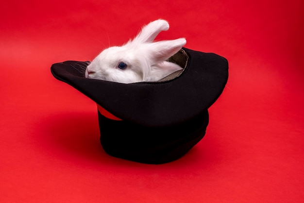 Foto coniglio bianco carino si siede in un cappello nero su sfondo rosso cappello a cilindro focus con lepre spettacolo circense illusione inganno sorpresa con animale domestico focus segreto soffice roditore carino animale con cappello pasqua