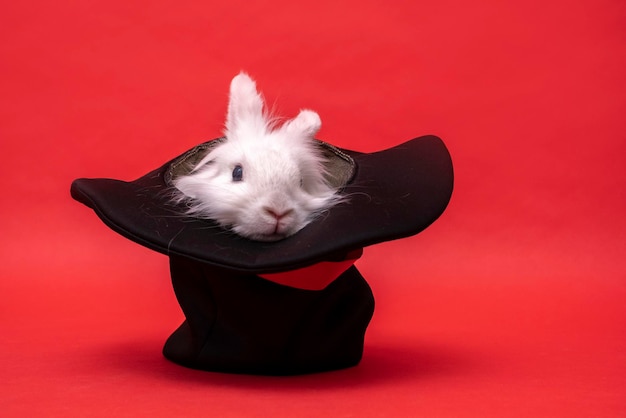 White cute rabbit sits in a black hat on red background\
cylinder hat focus with hare circus performance illusion trickery\
surprise with pet focus secret fluffy cute rodent animal in hat\
easter