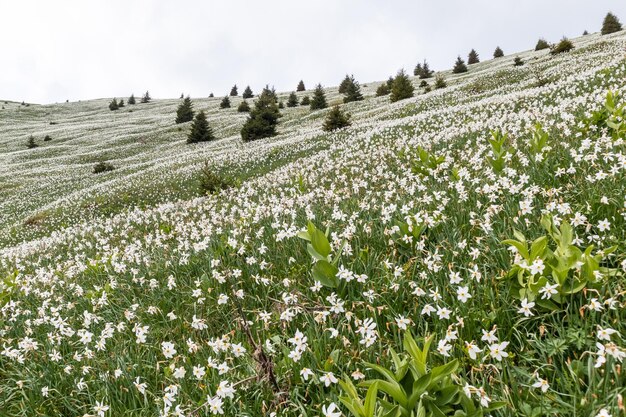 Photo white daffodil flowers on golica mountain