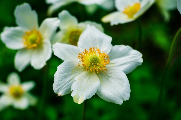 White daffodil or narcissus flower in the field as springsummer concept