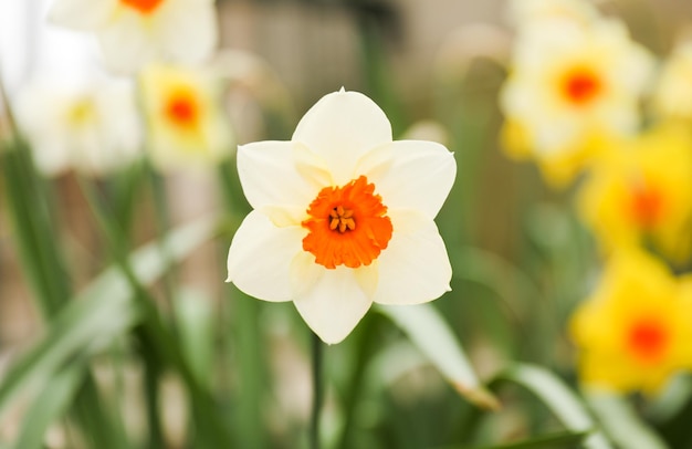 A white daffodil with an orange center is surrounded by daffodils.