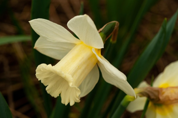 A white daffodil with a yellow center and a white flower