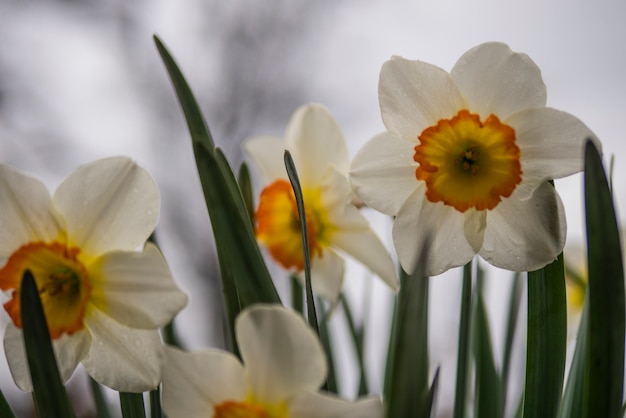 Photo white daffodils close up