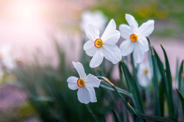 White daffodils in the garden on a blurred background in sunny weather