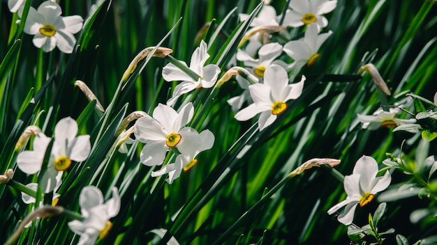 White daffodils in a garden