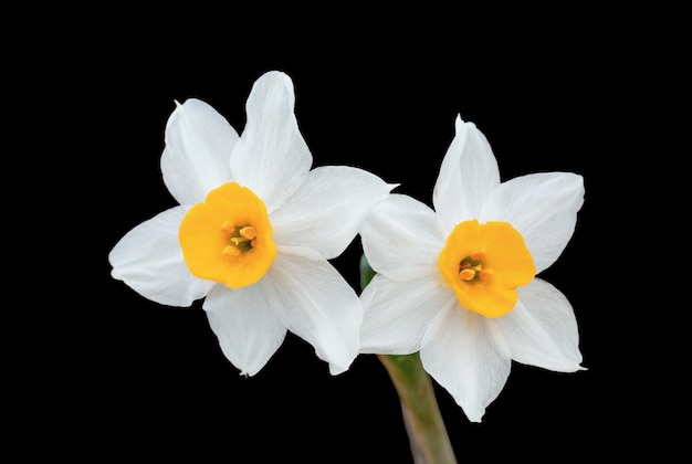 White daffodils isolated on black background, close up