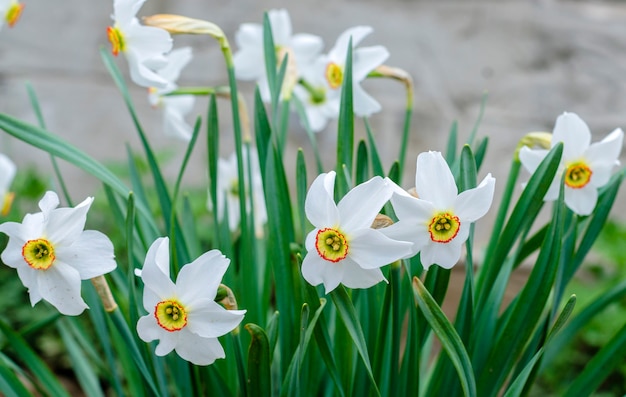 White daffodils in spring bloom in the garden