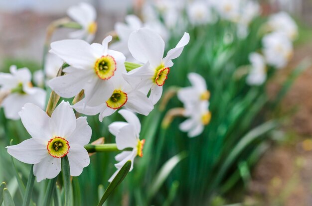 White daffodils in spring bloom in the garden