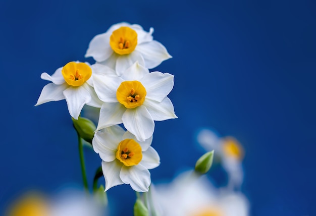 White daffodils with blue background