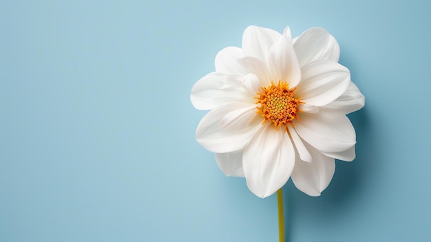 White dahlia flower on a blue background The flower is in full bloom and has a beautiful shape The petals are delicate and have a soft texture