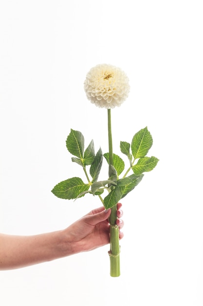 여성의 손에 흰 달리아 꽃