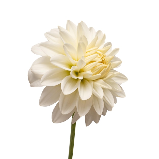 White dahlia flower head isolated on white background Spring time garden Flat lay top view