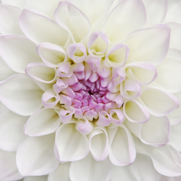 White Dahlia flower