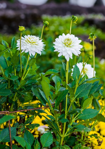 庭の白いダリアの花満開