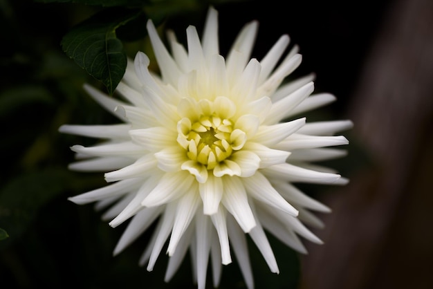 White Dahlia