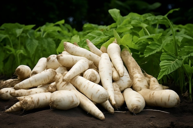 White daikon on the soil