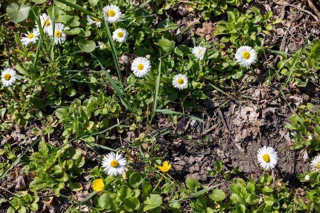 写真 地上の草の中の白い<unk>花