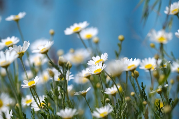 White daisies on blue background daisy flower on green meadow beautiful meadow in springtime full of