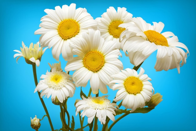 White daisies on a blue background