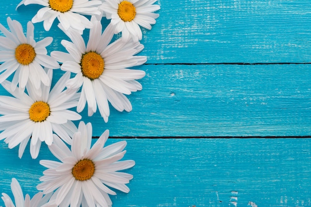 White daisies on a blue wooden surface