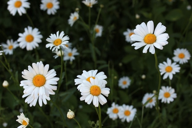 White daisies chamomile in the field or garden