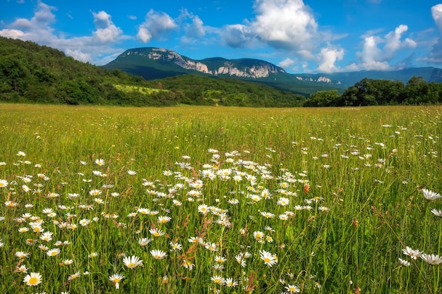 夏に満開の白いヒナギク。山の近くの畑の花。