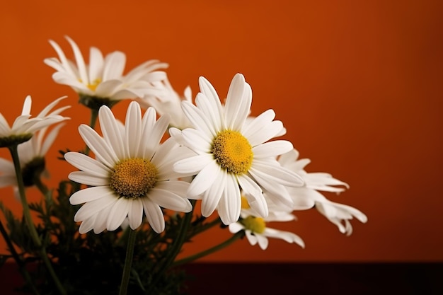 White daisies in a glass vase with a red background