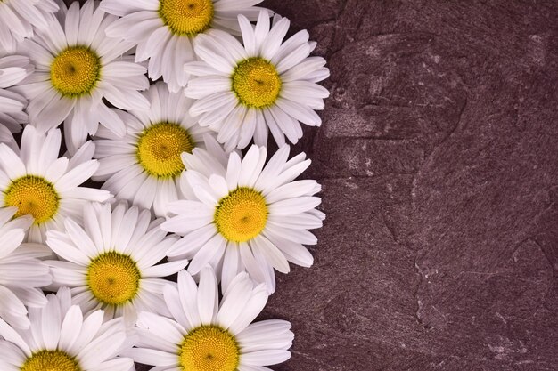 White daisies on a gray textural backgroundcopy space