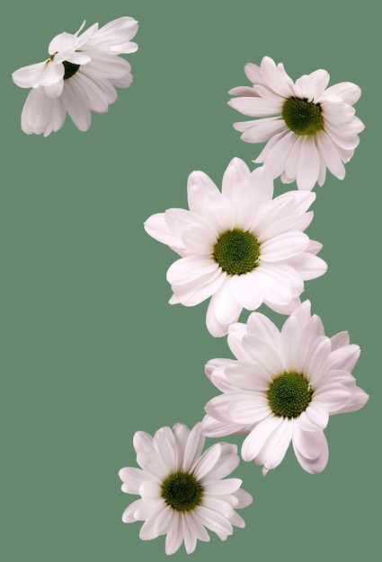 White daisies on a green background copy space