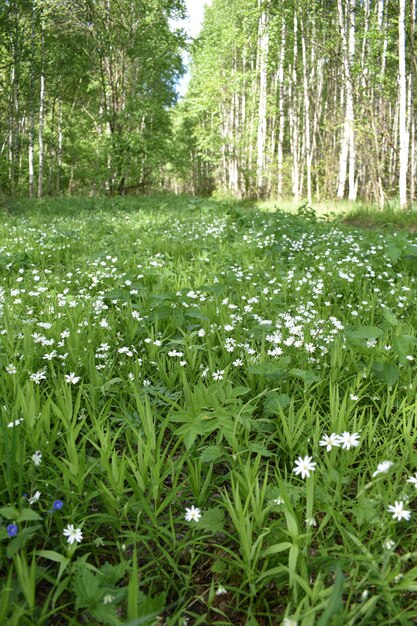 White daisies grow in the woods